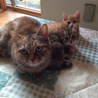 一旦停止いたします