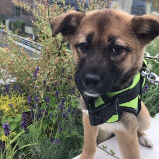 タバサちゃんの家族を探してます。