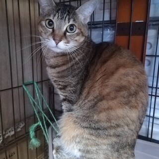 寂しいカルナちゃんに優しい里親さんを