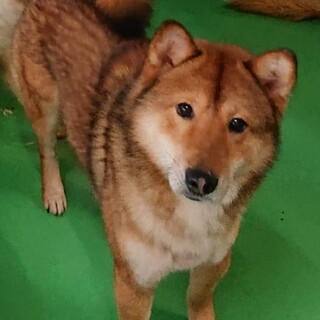 この子を助けてください。