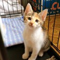 賑やか５兄妹☆美人な三毛猫リサちゃん