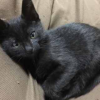 里親決定。人懐っこい黒猫ジゲン君3ヶ月