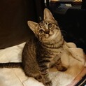 3ヶ月ぐらいの可愛い子猫