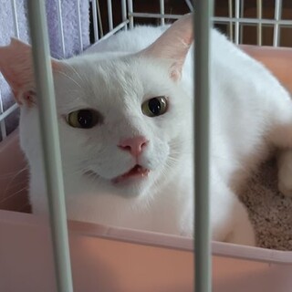 【シロ君】甘えん坊なふわふわ男子