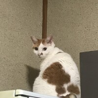 ひめ
