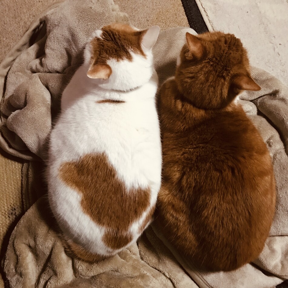 ひめのカバー写真