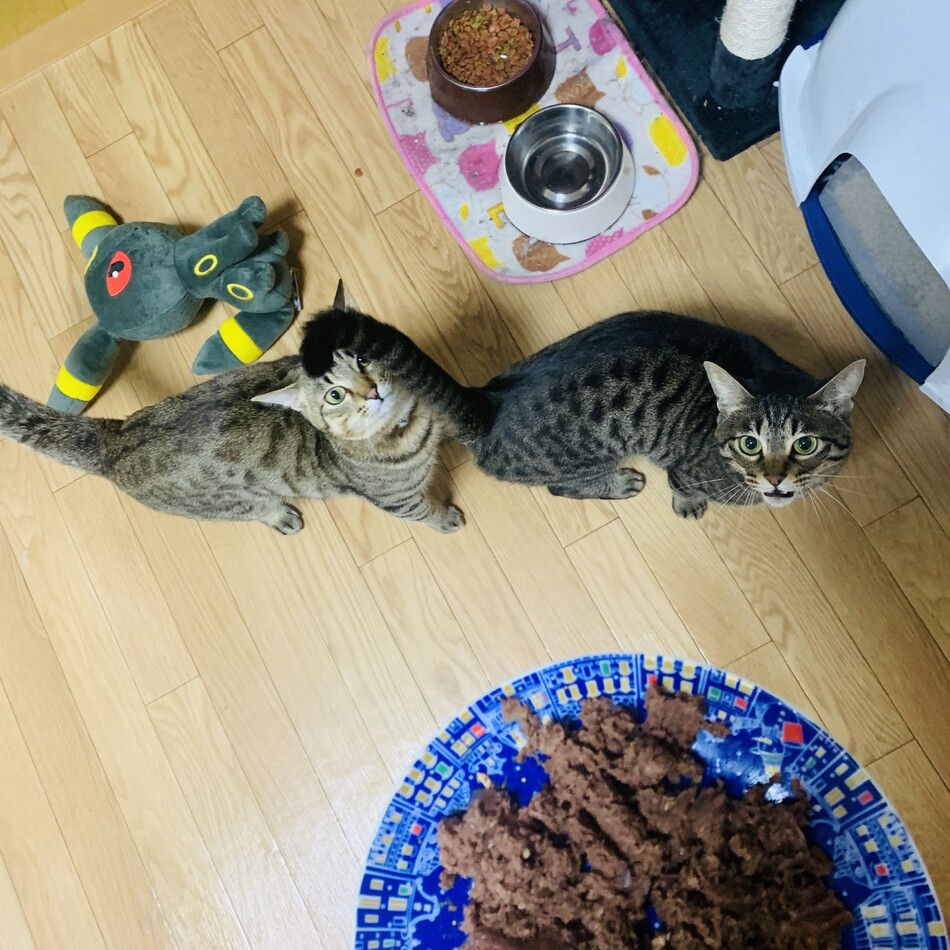 トトのカバー写真