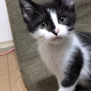 トライアル中のため募集一時停止中。ブブくん