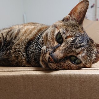 大人猫の魅力を知ってほしい！人間大好き楽しい子