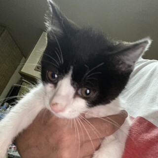 黒白ハチワレ女の子ランランちゃん