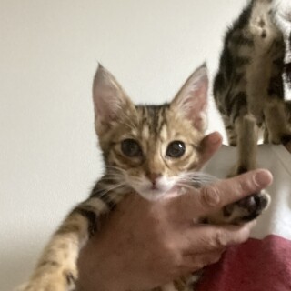 ソルト君再募集です。アメショーミックス