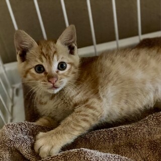 茶トラの男の子✩.*˚