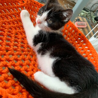 黒白ハチワレの男子