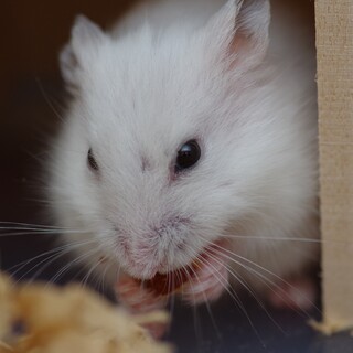 ハムスター　スノーホワイト　オス・青年期
