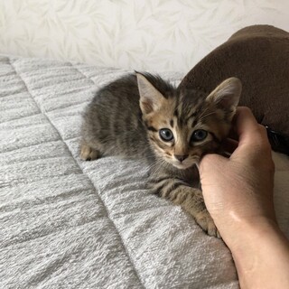 お問い合わせあり。カンちゃん。