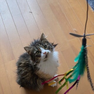 穏やかで大人しいサラちゃん