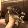 ＜約生後2ヶ月＞ネザーランドドワーフ サムネイル5
