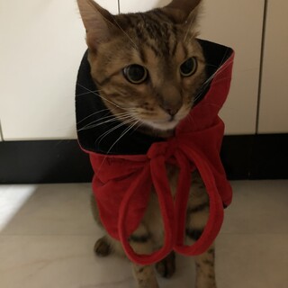 ベンガル　オス7月末で5歳