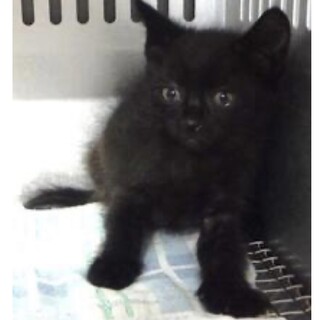 里親様に迎えられました。子猫♀035