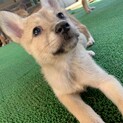 Mellow’s Pups♡Phoebe