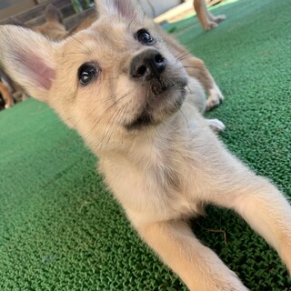 Mellow’s Pups♡Phoebe