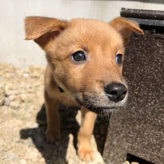 Mellow’s Pups♡Atlas