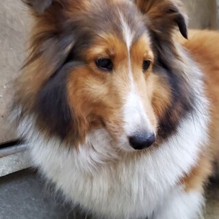 シェルティの女の子