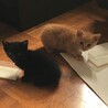 two-cats
