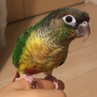 ウロコインコ  もうすぐ1歳　里親様募集
