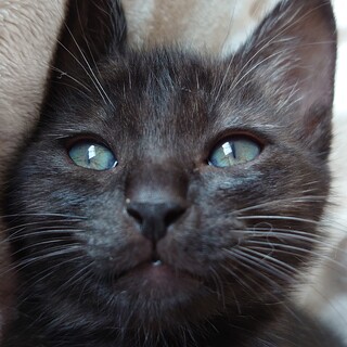 【一旦募集停止】爆食女王のミリウスちゃん