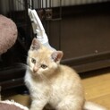 クリーム色の茶トラ君(6/6〜6/7譲渡相談会)