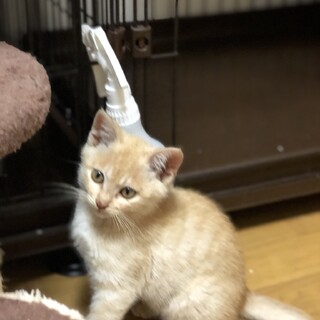 クリーム色の茶トラ君(6/6〜6/7譲渡相談会)