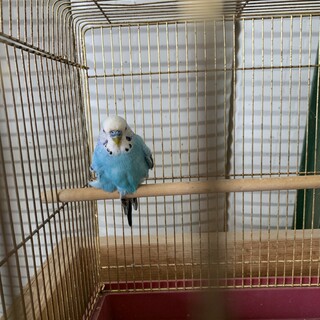 セキセイインコ男の子