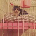 顔可愛いけれど人馴れしてません