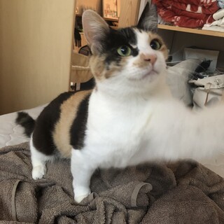 人馴れ頑張り中　猫大好きレミちゃん 推定1歳半