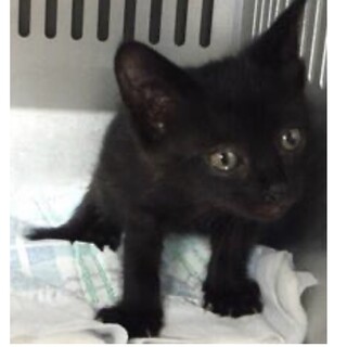 里親様に迎えられました。子猫♀037