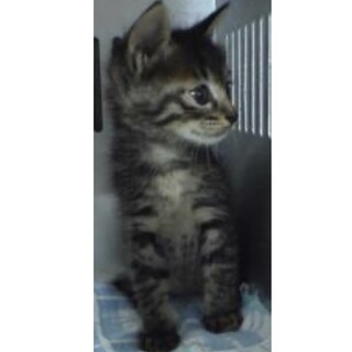 里親様に迎えられました。子猫♀039