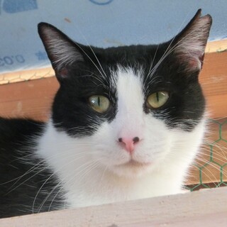 大きなパンちゃん　多頭飼育からの救済を！（動画有）