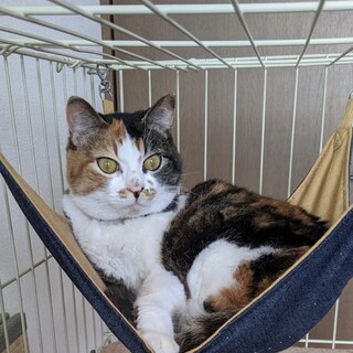 可愛い三毛猫ちゃんです