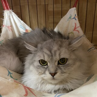 ミヌエットミックス 短足女子