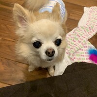 モモ