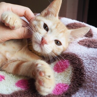 甘えん坊「ちとせ」くん♡