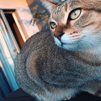 チャイ 