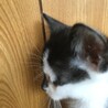 子猫の里親さん募集します サムネイル2