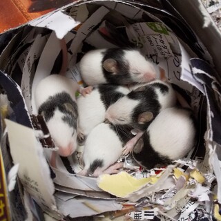 パンダマウス 5/20生まれ