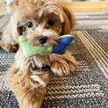 6ヶ月の子犬のマルプー、ランちゃん！