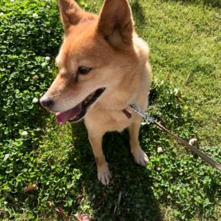 里親（犬）募集