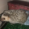 ハリネズミのメスなんですが里親になってください!!