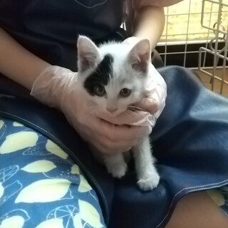 看板カンちゃん