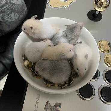 生まれた子ハム